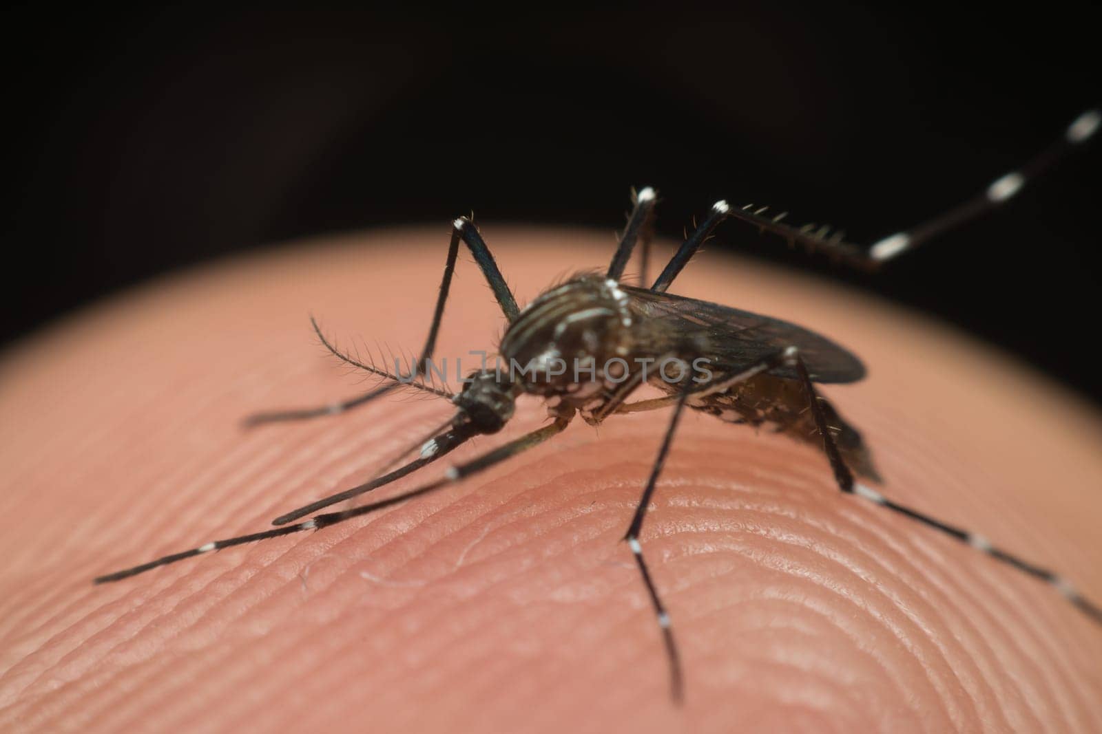 Macro of mosquito (Aedes aegypti) sucking blood close up on the human skin. Mosquito is carrier of Malaria, Encephalitis, Dengue and Zika virus