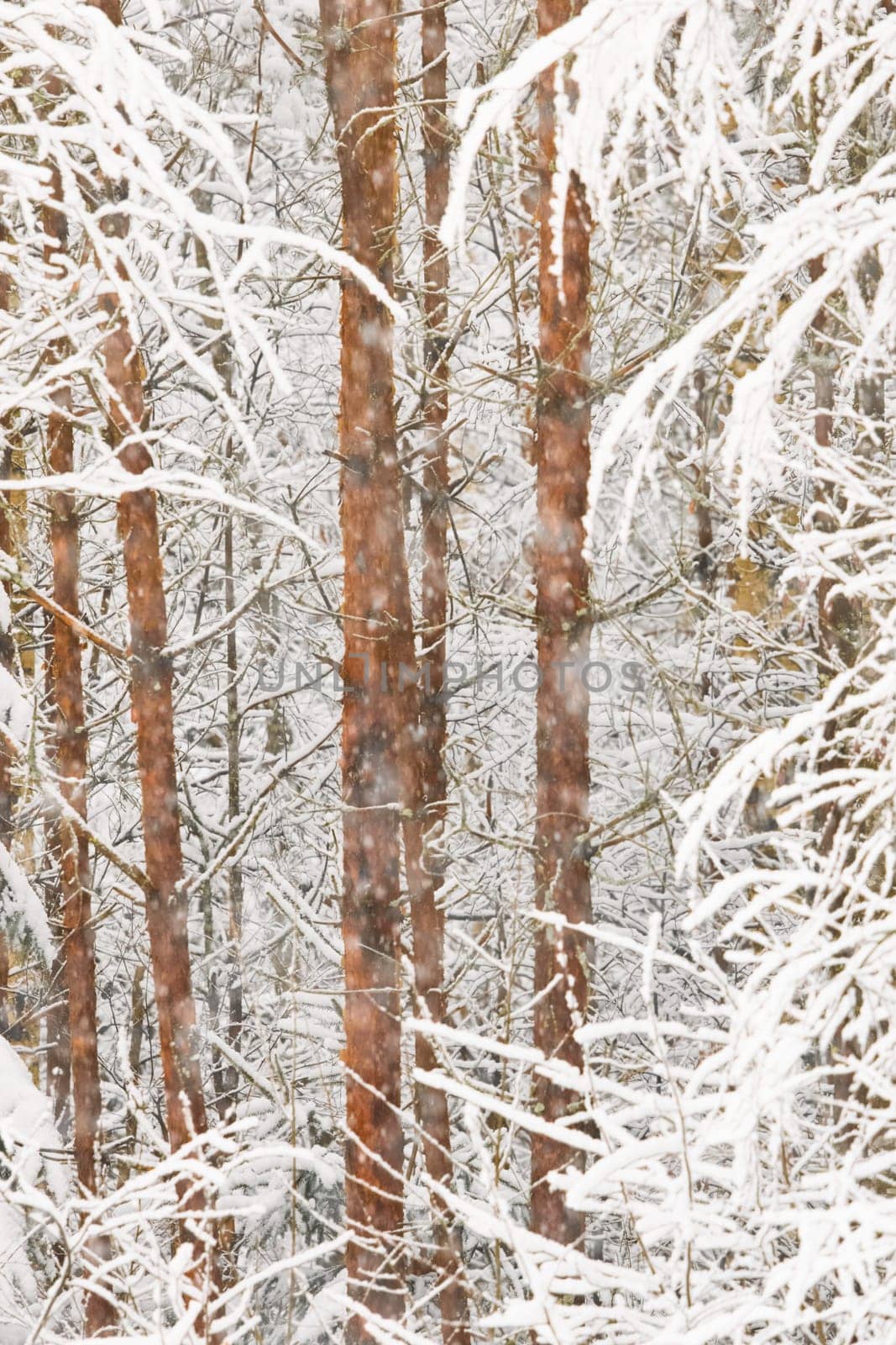 The heavy snowfall in a wild park, winter fairy tale in the forest, snow-covered tree branches, large flakes of snow are slowly falling, nobody, snow storm, blizzard. High quality photo