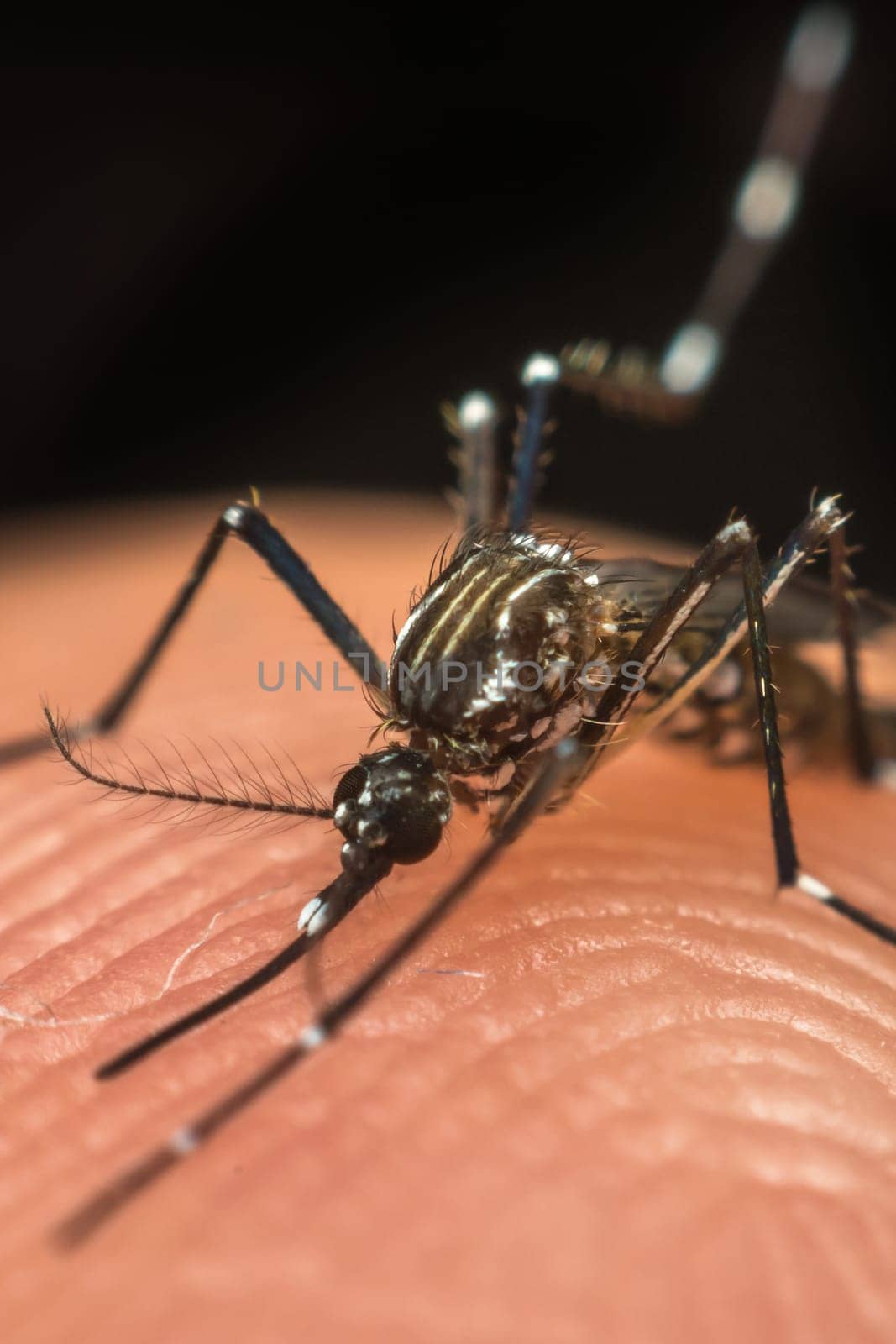 Macro of mosquito (Aedes aegypti) sucking blood close up on the human skin. Mosquito is carrier of Malaria, Encephalitis, Dengue and Zika virus