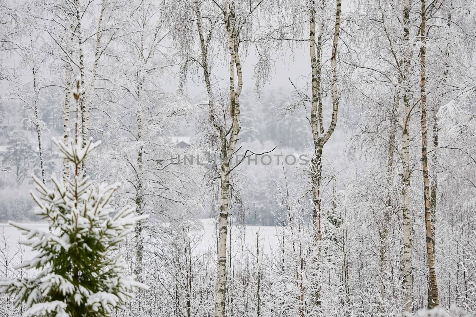 The heavy snowfall in a wild park, winter fairy tale in the forest, snow-covered tree branches, large flakes of snow are slowly falling, nobody, snow storm, blizzard. High quality photo