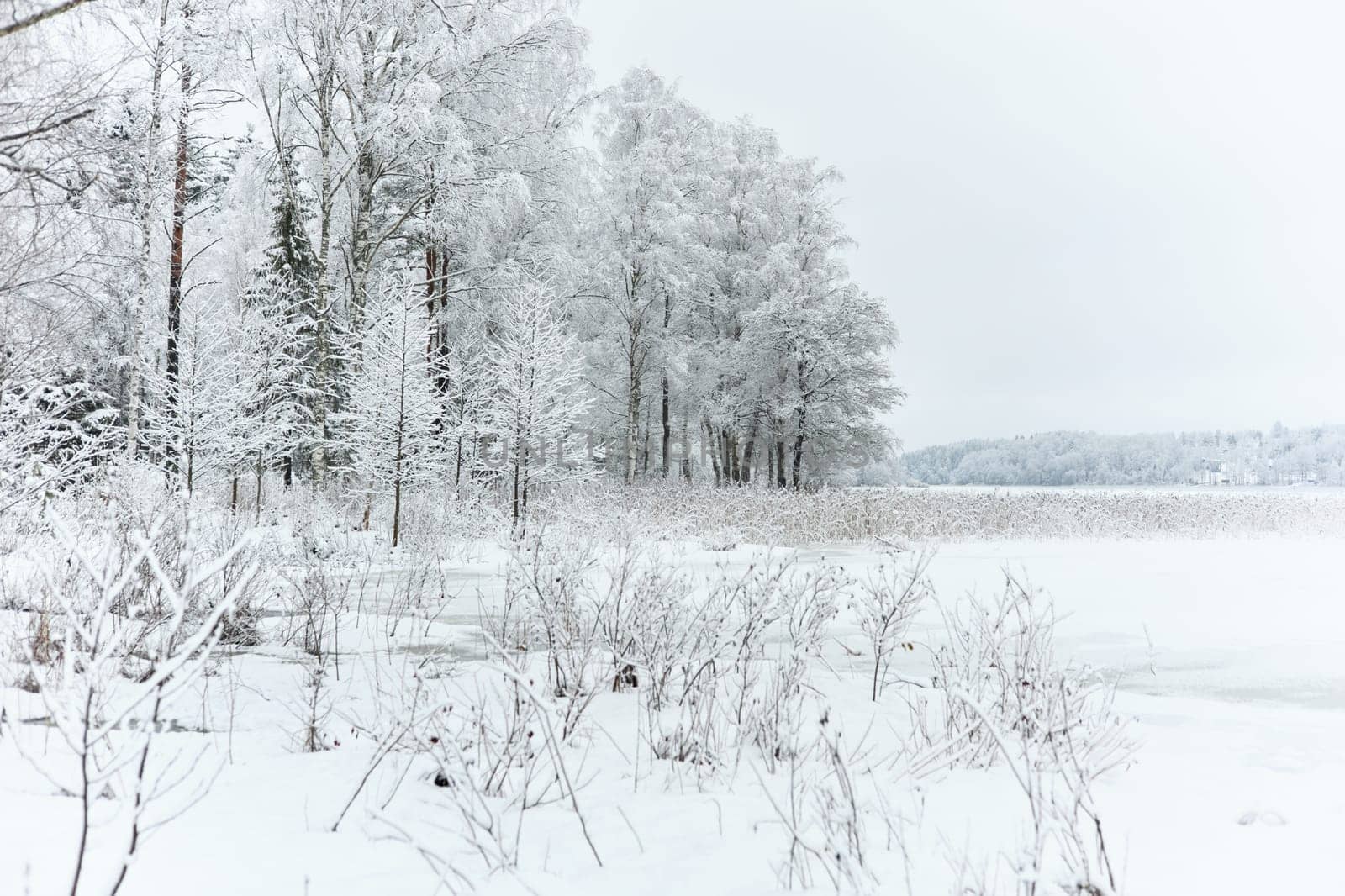 The heavy snowfall in a wild park, winter fairy tale in the forest, snow-covered tree branches, large flakes of snow are slowly falling, nobody, snow storm, blizzard. High quality photo