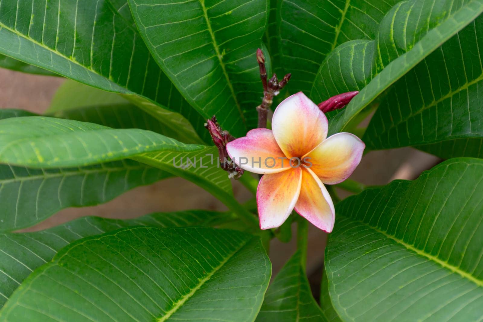 Flower (Plumeria flower) white and pink color, Naturally beautiful flowers in the garden