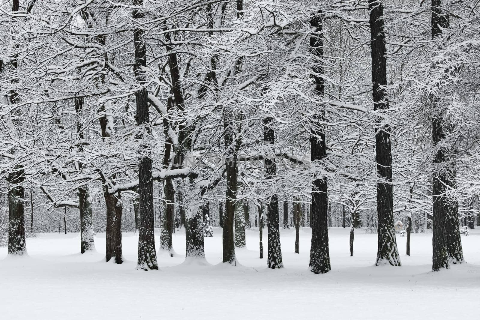 The heavy snowfall in a wild park, winter fairy tale in the forest, snow-covered tree branches, large flakes of snow are slowly falling, nobody, snow storm, blizzard. High quality photo