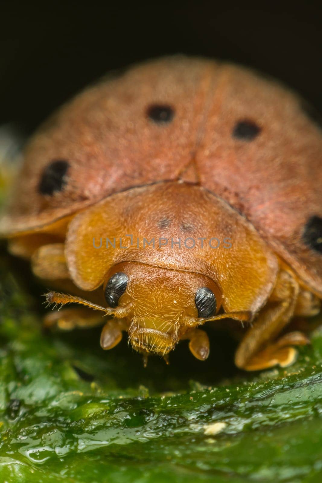 Macro of bug insect (Ladybug) orange and dot black color close up on the green leaf or leave in nature