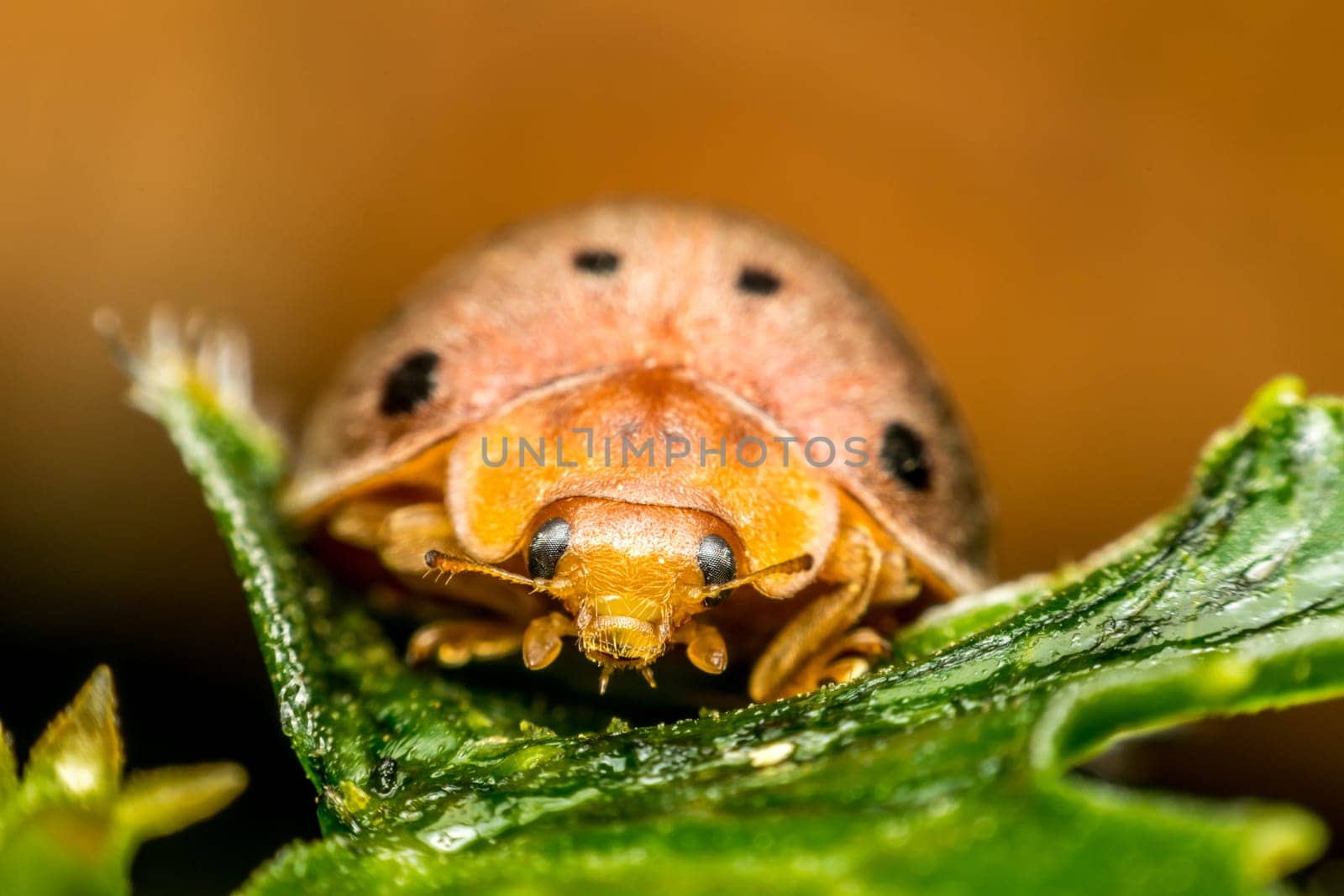Macro of bug insect (Ladybug) orange and black color close up on the leave in nature