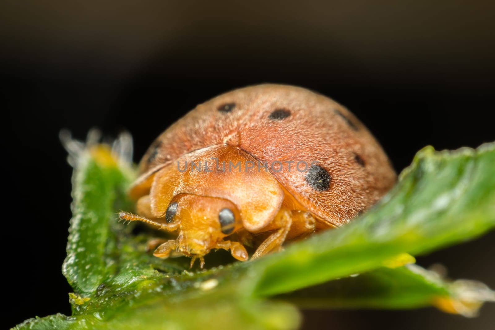Macro of bug insect (Ladybug) orange and dot black color close up on the green leaf or leave in nature