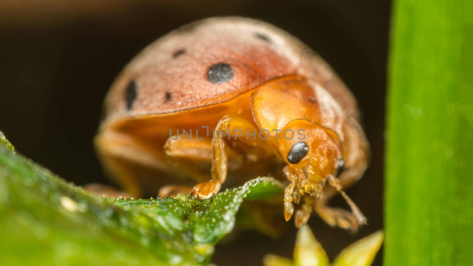 Macro of bug insect (Ladybug) orange and dot black color close up on the green leaf or leave in nature
