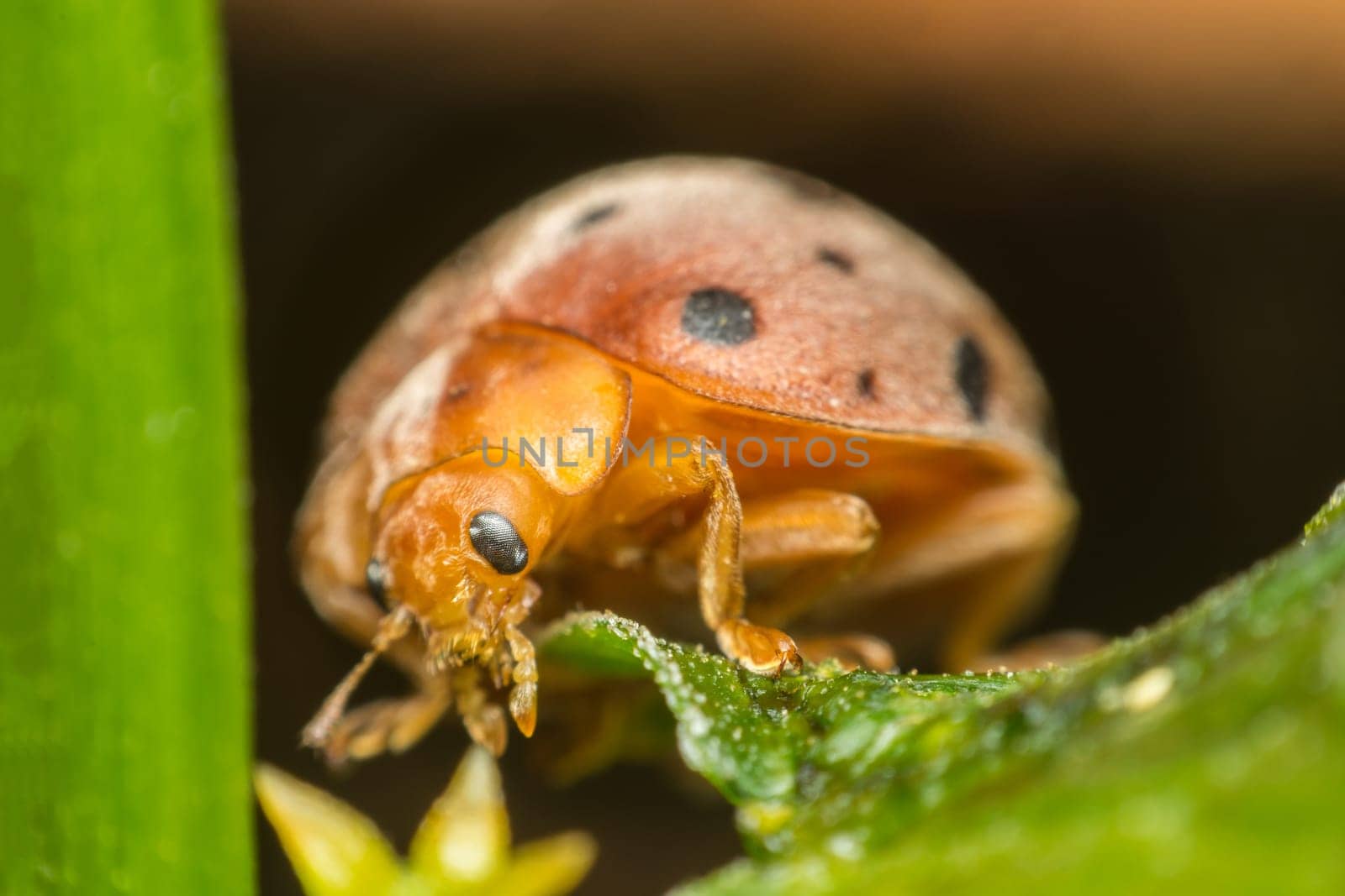 Macro of bug insect (Ladybug) orange and dot black color close up on the green leaf or leave in nature