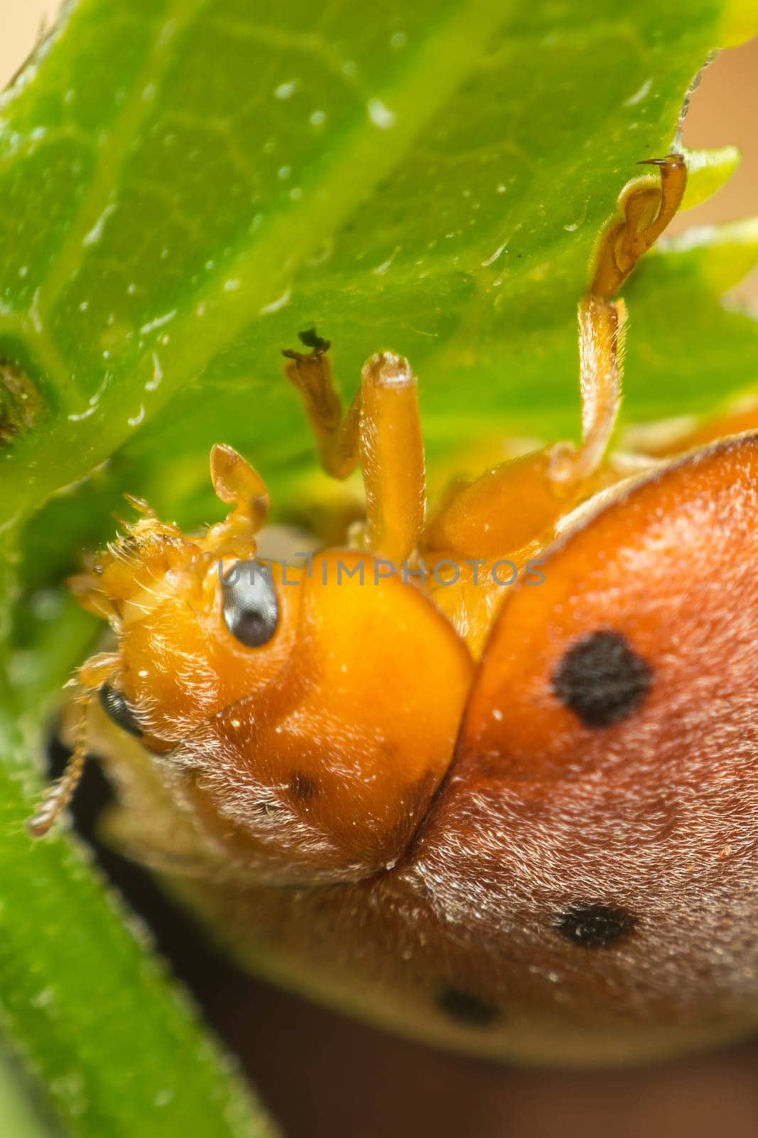 Macro of bug insect (Ladybug) orange and dot black color close up on the green leaf or leave in nature
