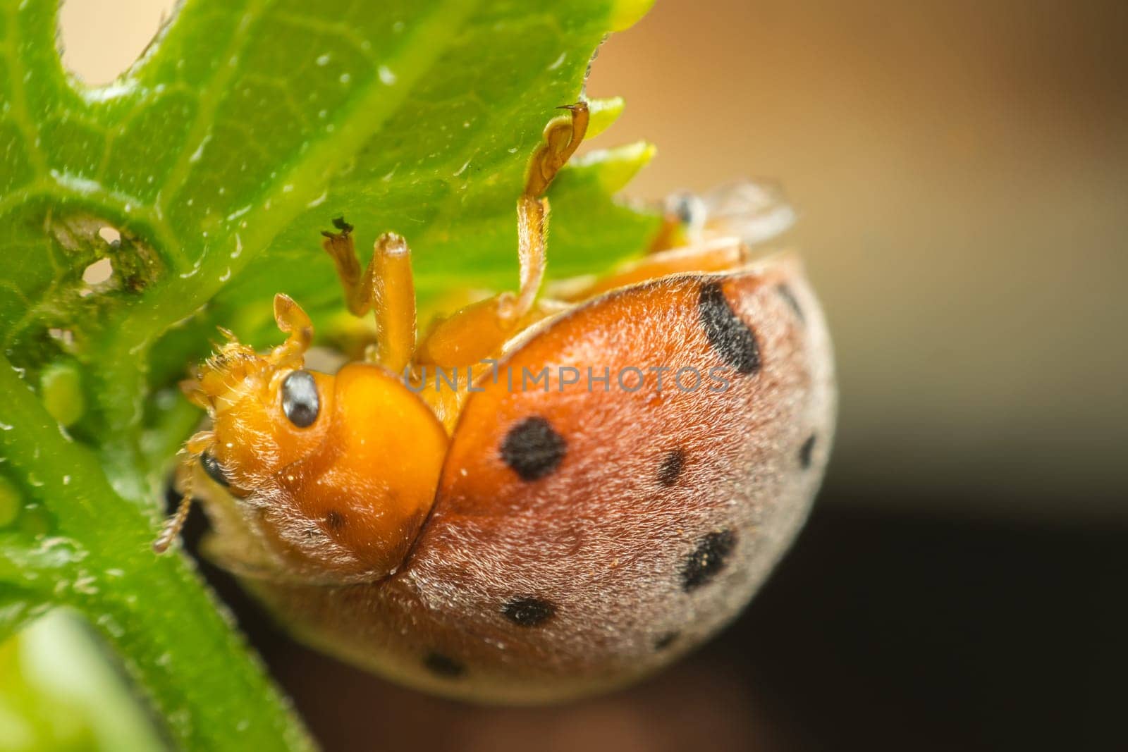 Macro of bug insect (Ladybug) orange and dot black color close up on the green leaf or leave in nature