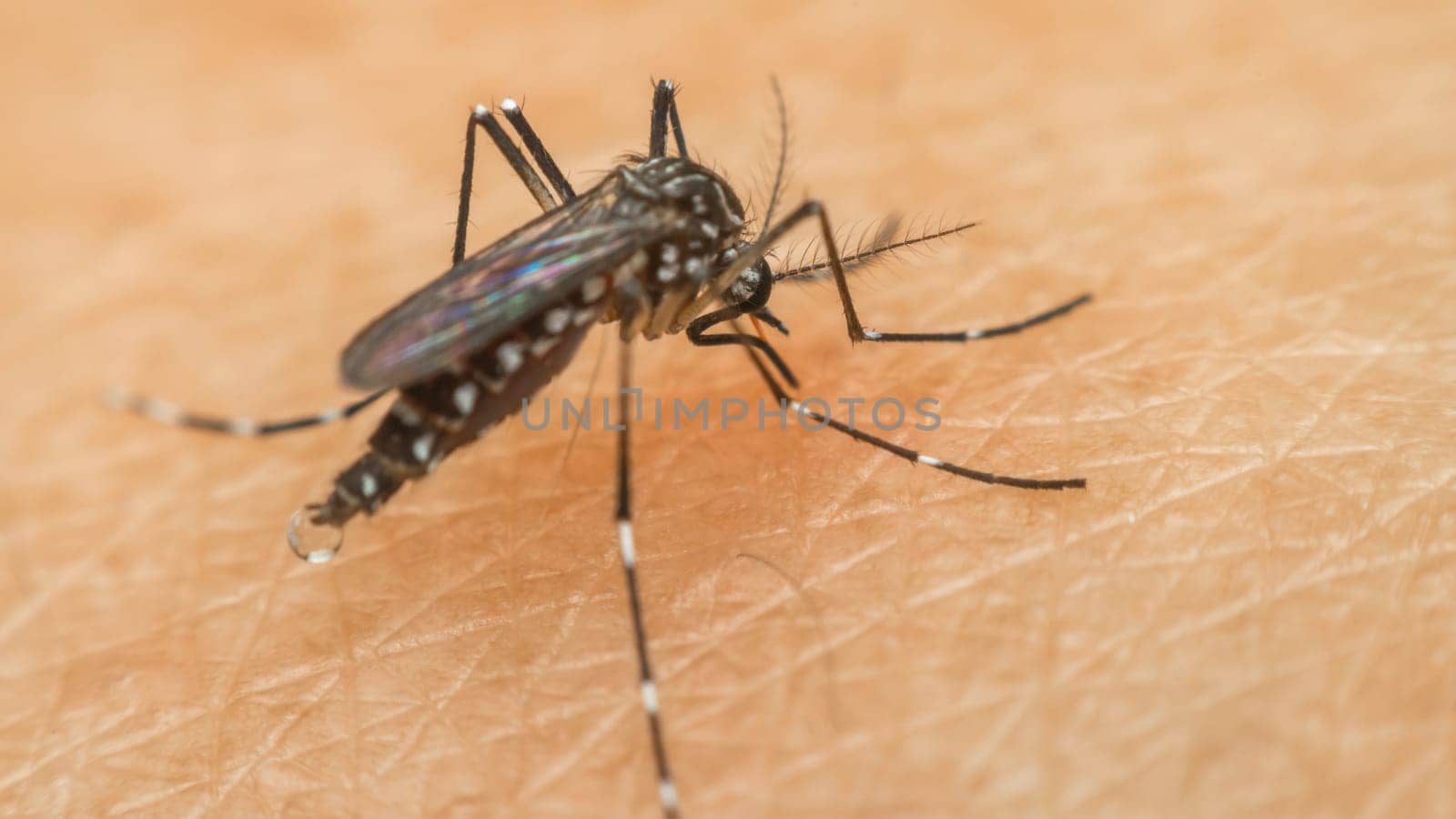 Macro of mosquito (Aedes aegypti) sucking blood close up on the human skin. Mosquito is carrier of Malaria, Encephalitis, Dengue and Zika virus