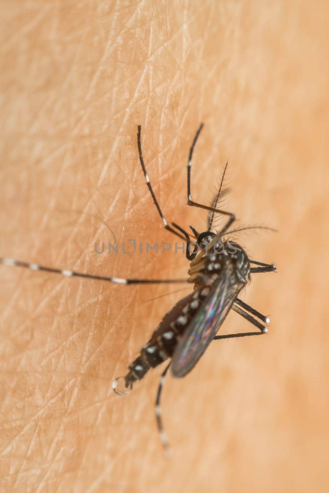 Macro of mosquito (Aedes aegypti) sucking blood close up on the human skin. Mosquito is carrier of Malaria, Encephalitis, Dengue and Zika virus