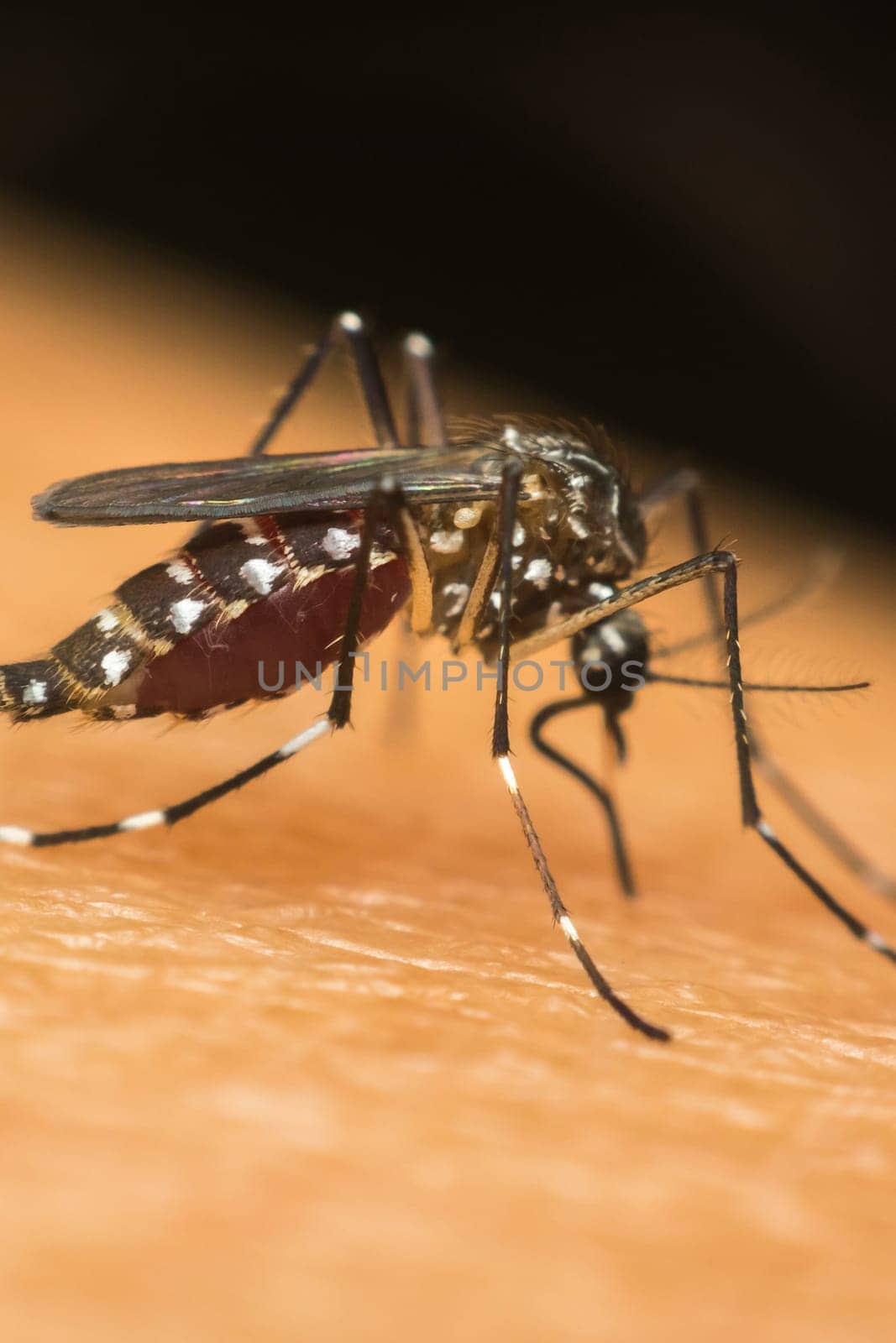 Macro of mosquito (Aedes aegypti) sucking blood close up on the human skin. Mosquito is carrier of Malaria; Encephalitis; Dengue and Zika virus