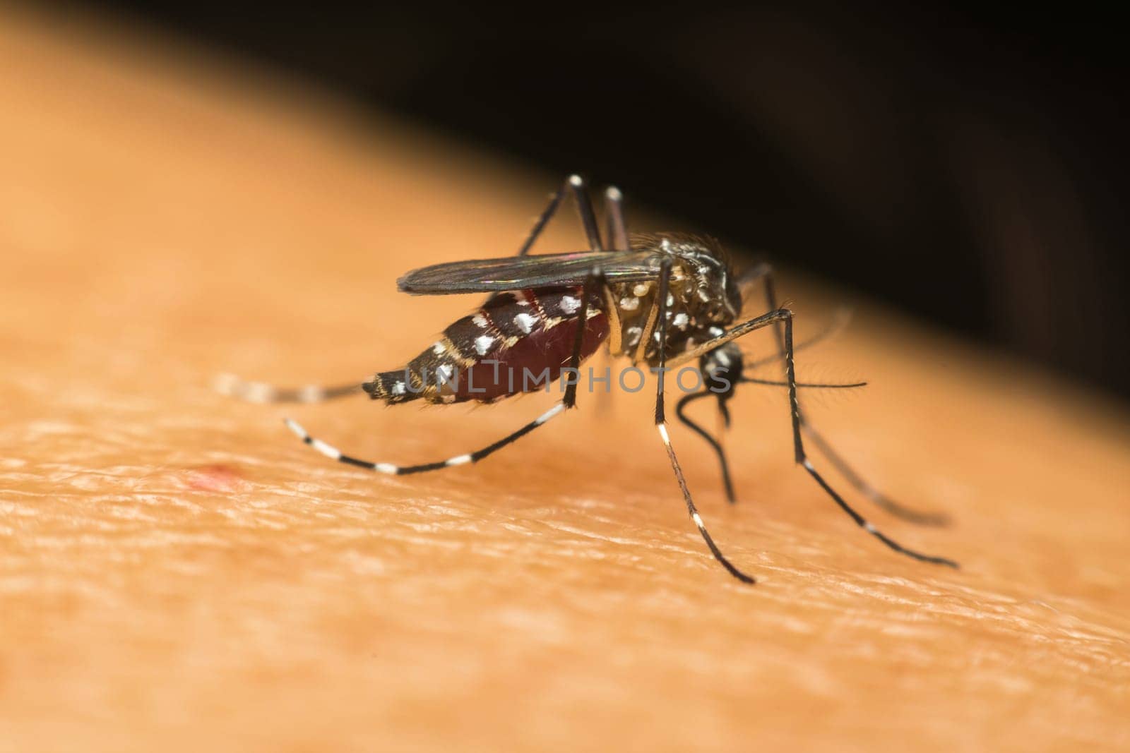 Macro of mosquito (Aedes aegypti) sucking blood close up on the human skin. Mosquito is carrier of Malaria; Encephalitis; Dengue and Zika virus