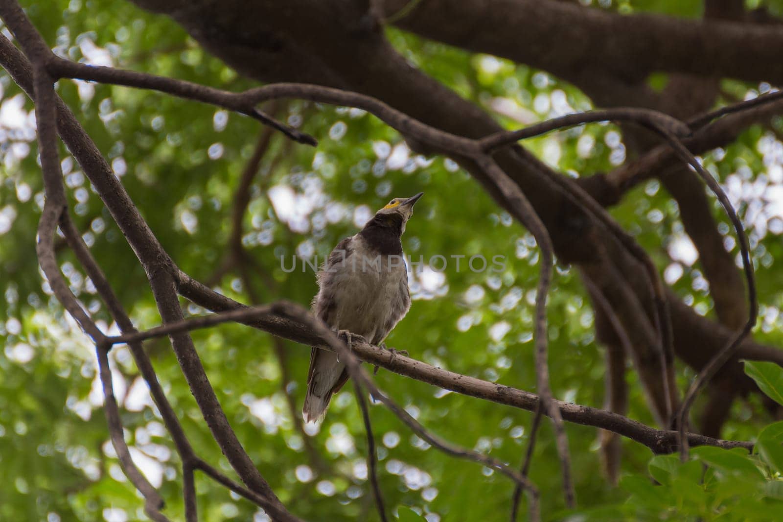 Bird (Black-collared starling, Sturnus nigricollis) perched on a tree in the garden