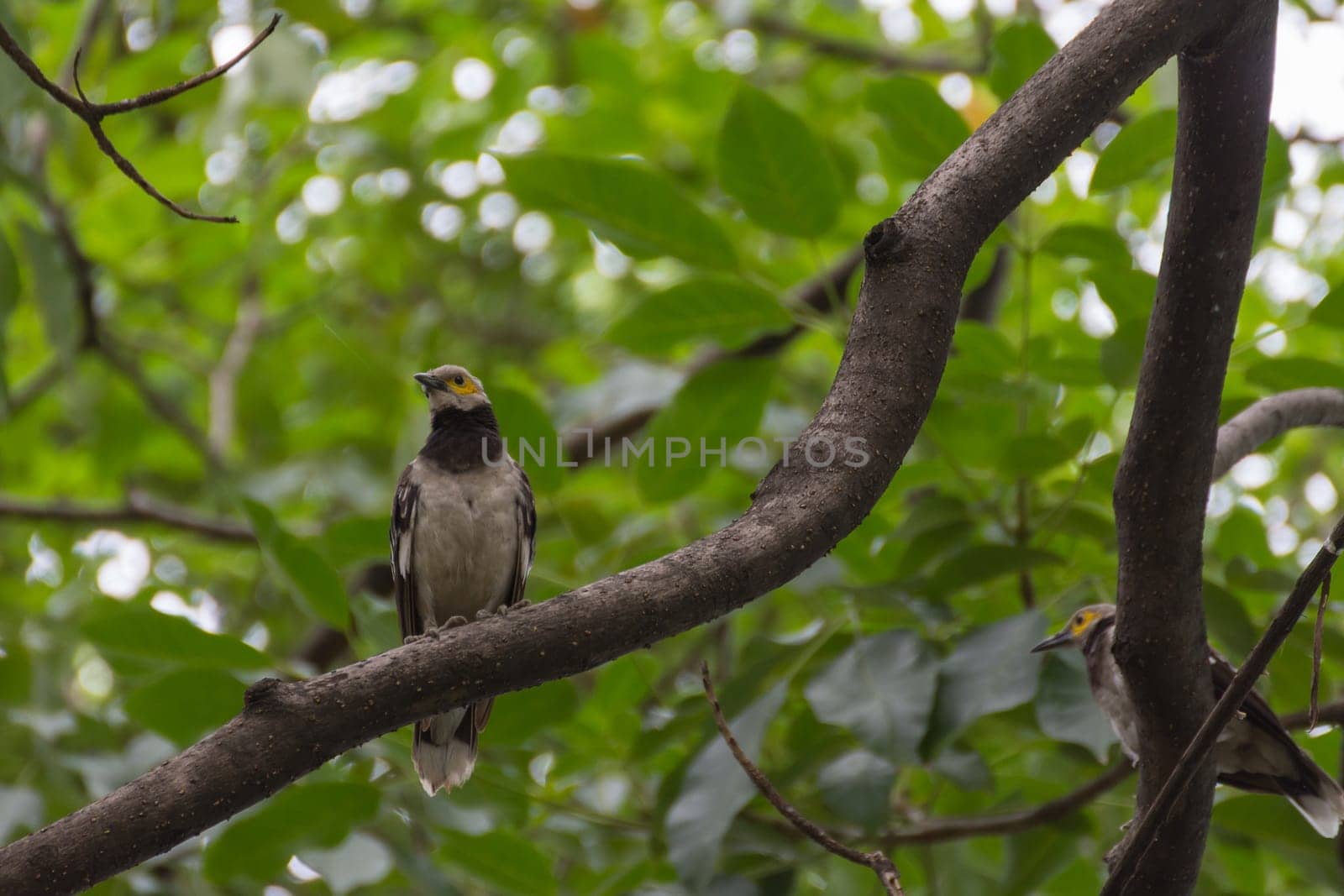 Bird (Black-collared starling, Sturnus nigricollis) perched on a tree in the garden