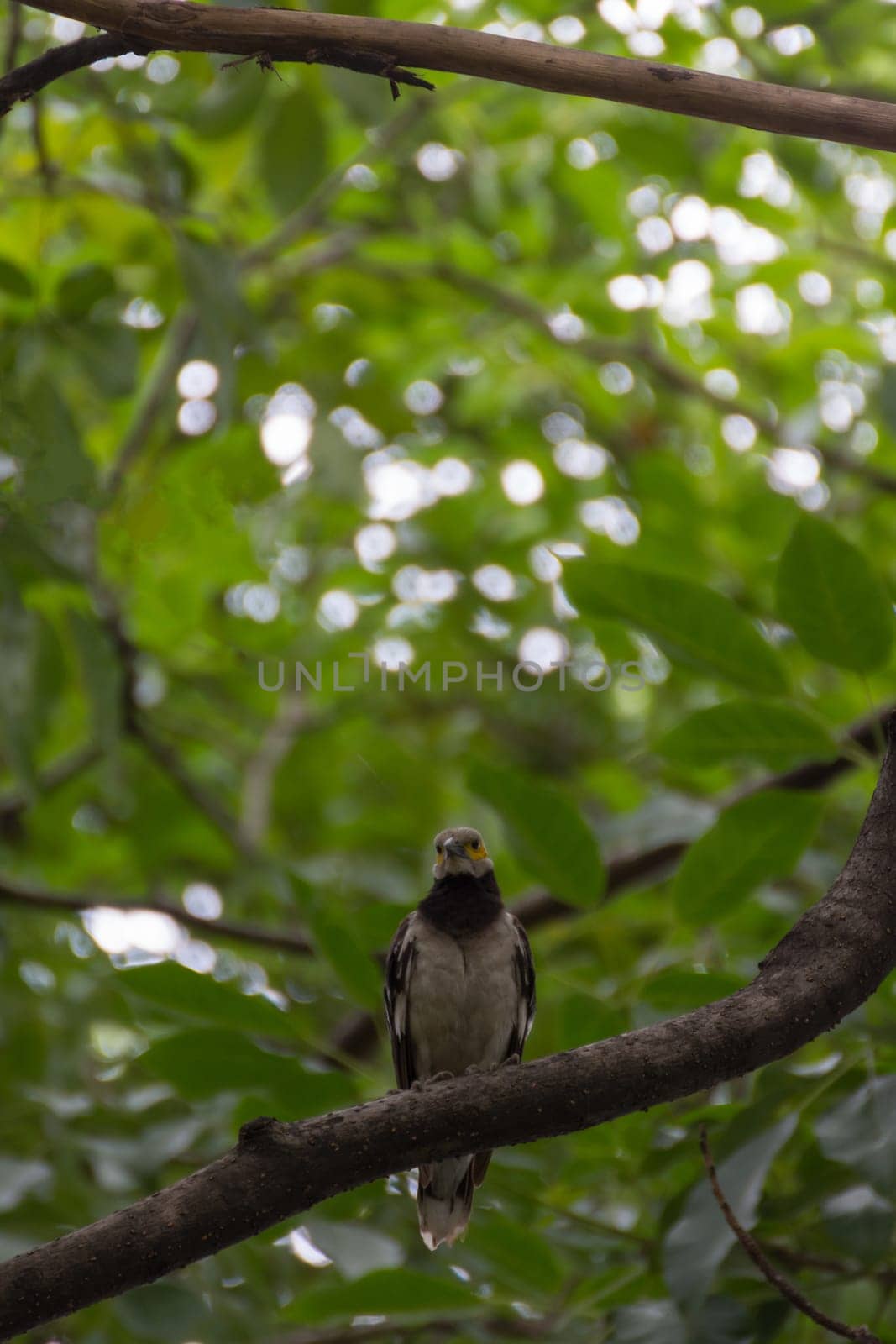 Bird (Black-collared starling, Sturnus nigricollis) perched on a tree in the garden