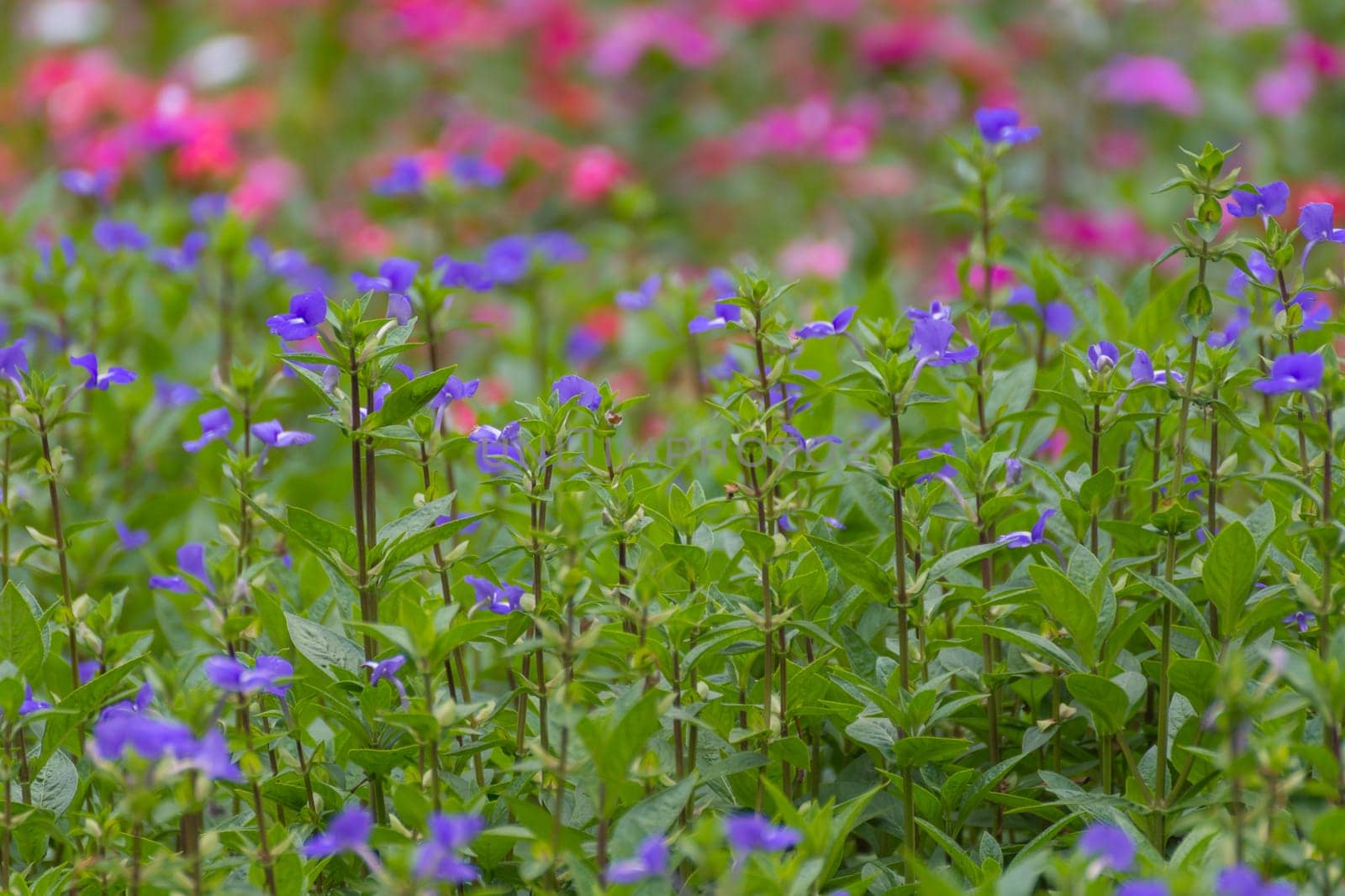 Flower (Blue Hawaii, Scrophulariacea) blue, purple color, Naturally beautiful flowers in the garden