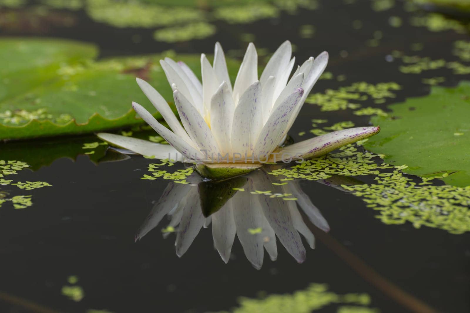 Lotus waterlily flower white color, Naturally beautiful flowers in the garden
