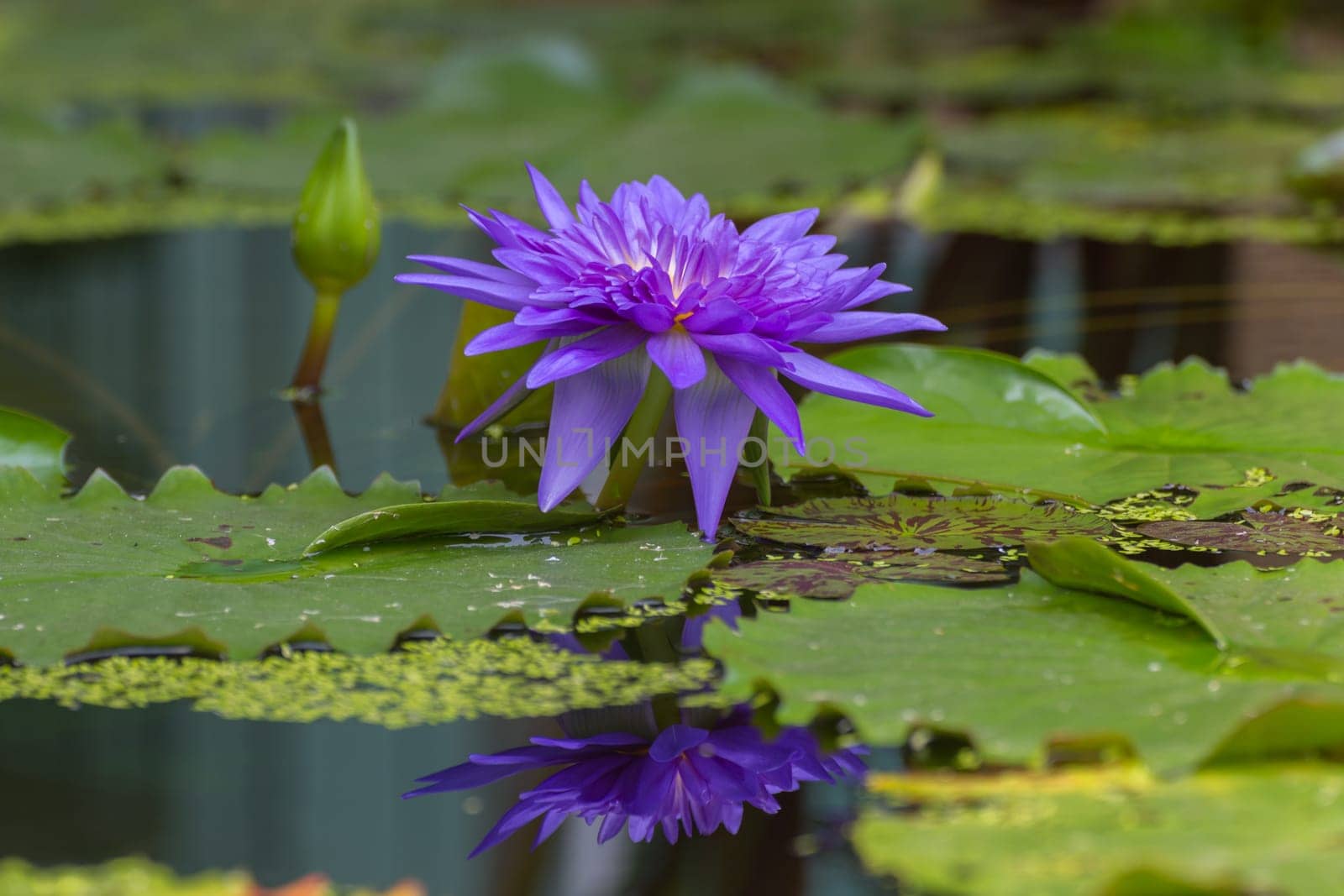 Lotus waterlily flower purple color, Naturally beautiful flowers in the garden