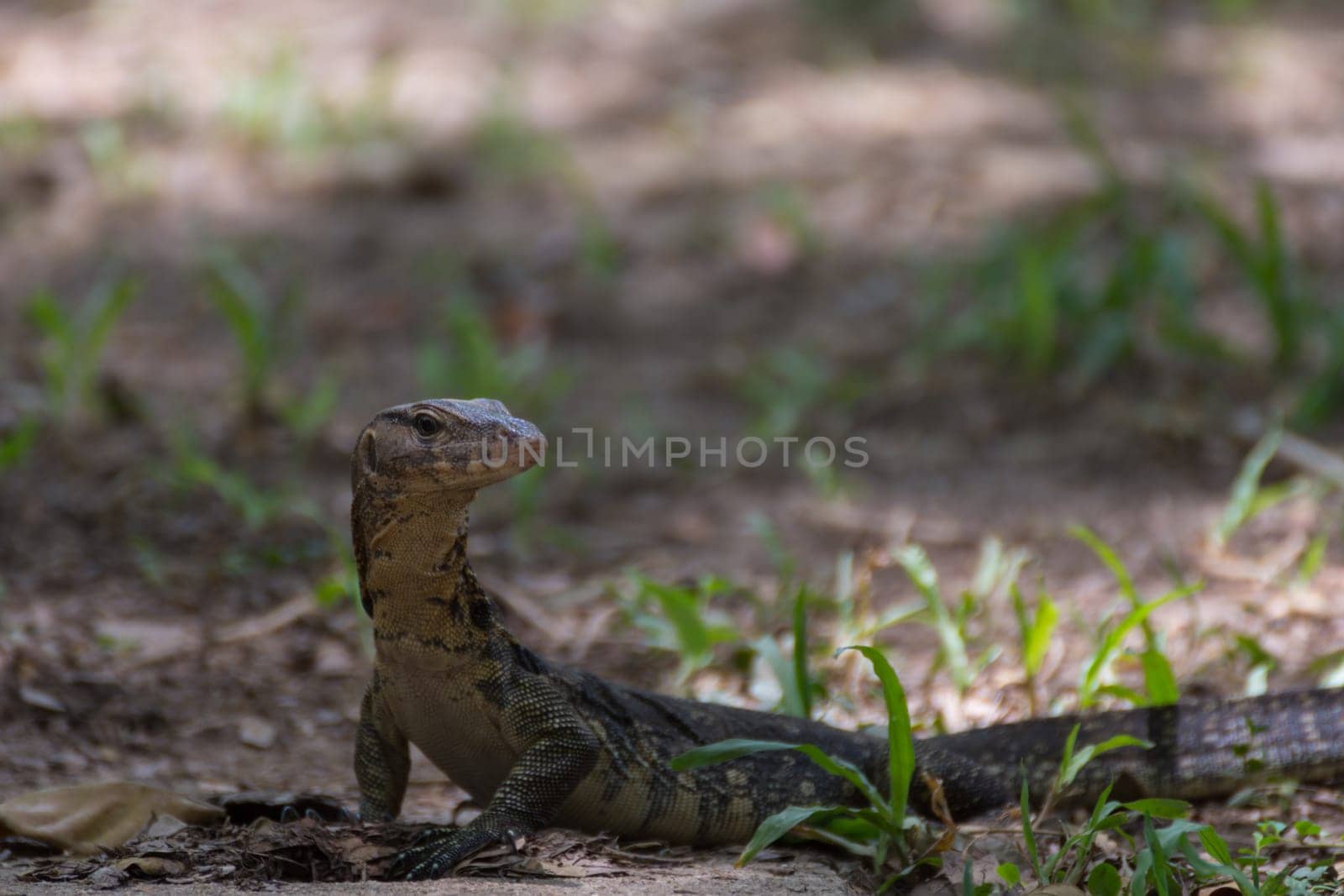 Asian water monitor lizard outdoor nature in a park