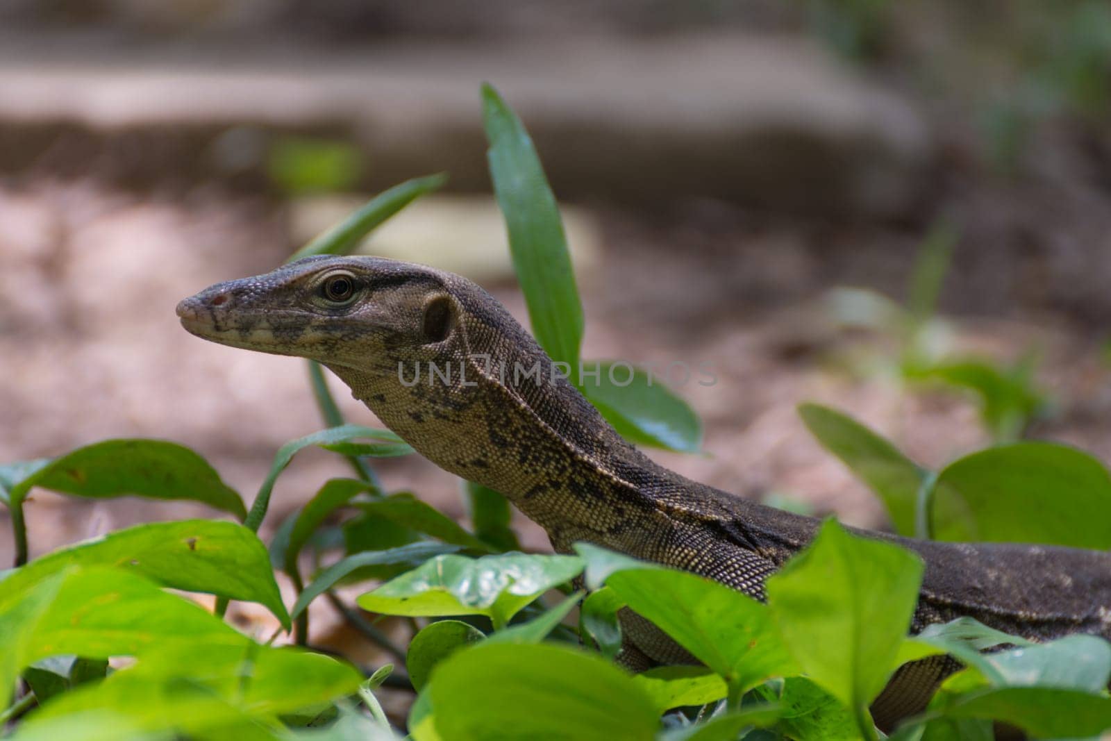 Asian water monitor lizard outdoor nature in a park