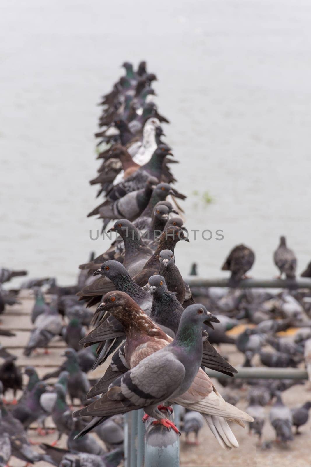 Bird (Pigeon, Dove) perched at a port or harbor Chaopraya river side