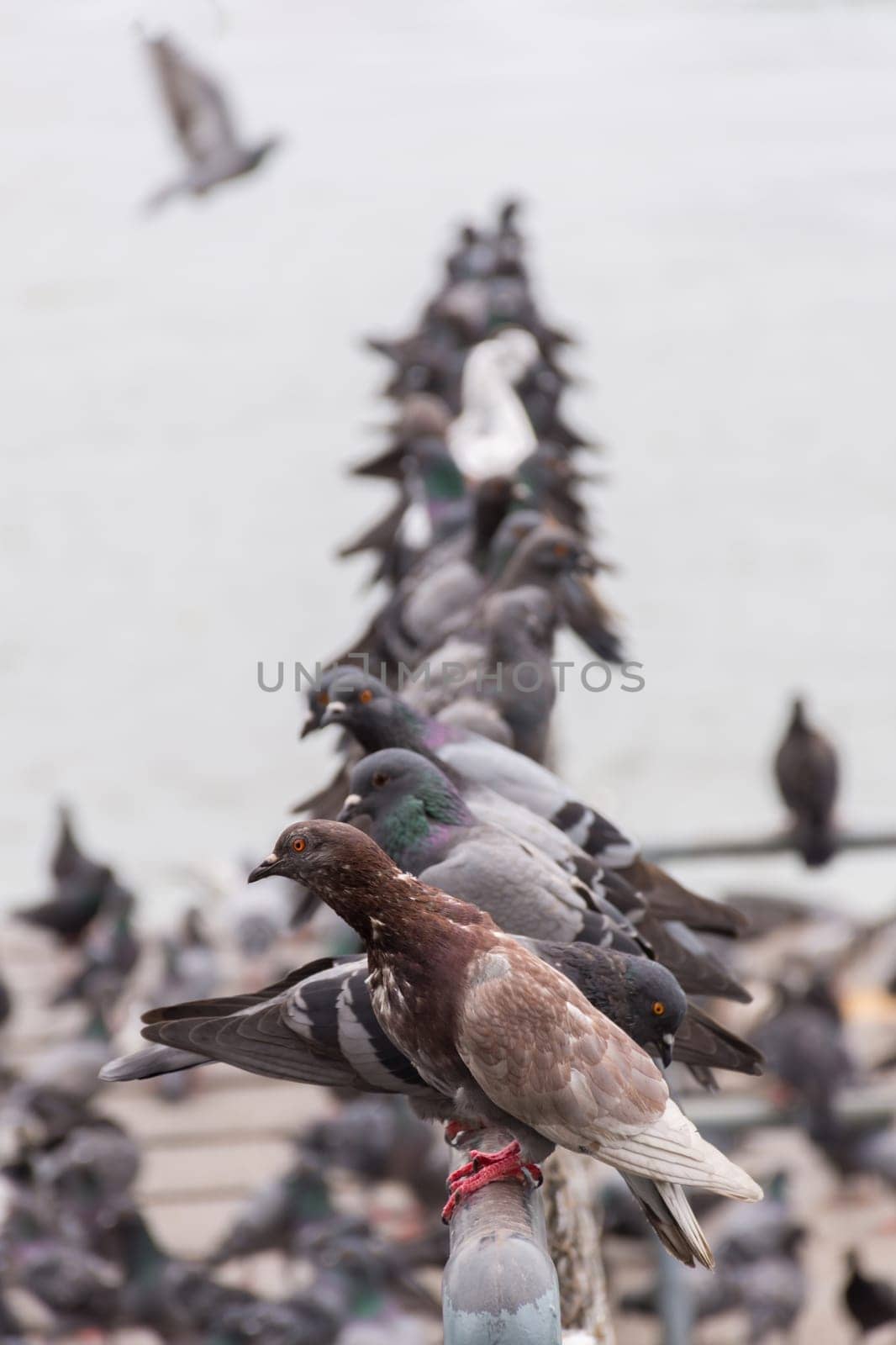 Bird (Pigeon, Dove) perched at a port or harbor Chaopraya river side