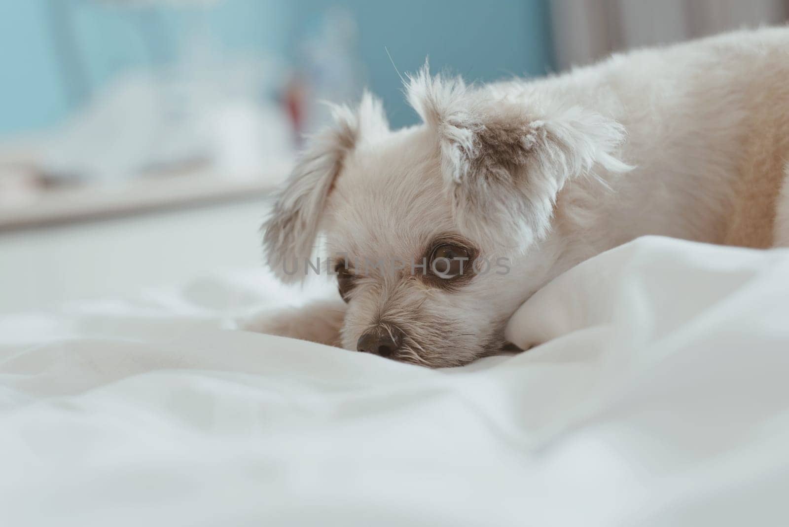 Sweet dog so cute mixed breed with Shih-Tzu, Pomeranian and Poodle sleep lies on a bed of white veil