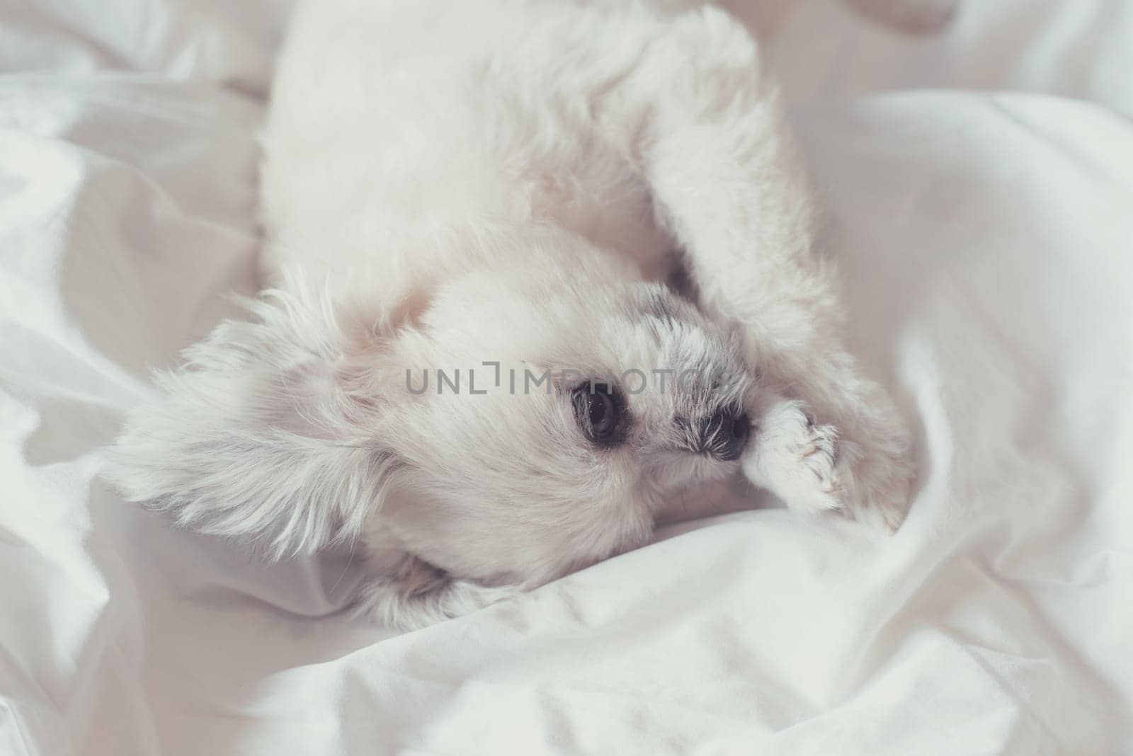 Sweet dog so cute mixed breed with Shih-Tzu, Pomeranian and Poodle sleep lies on a bed of white veil