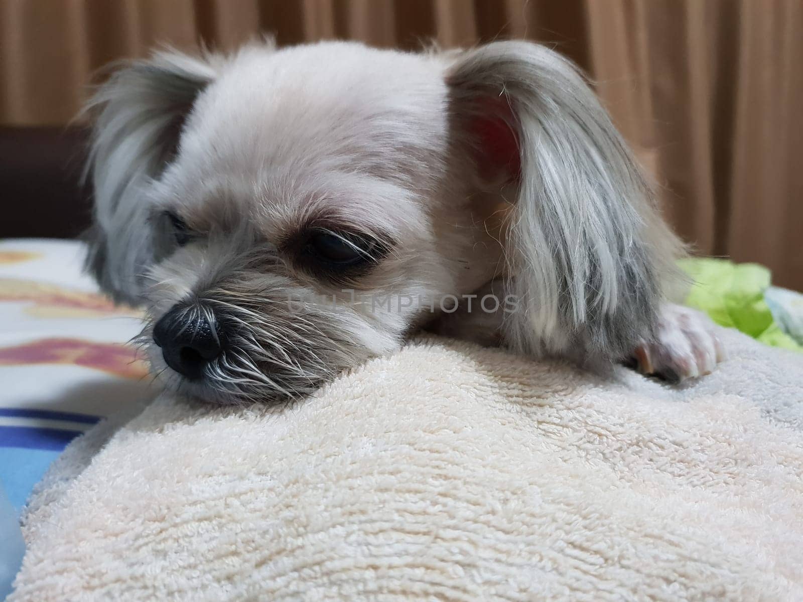 Dog so cute mixed breed with Shih-Tzu, Pomeranian and Poodle sitting or sleep lies on bed with white veil and looking at something with interest on bed in bedroom at home or hotel