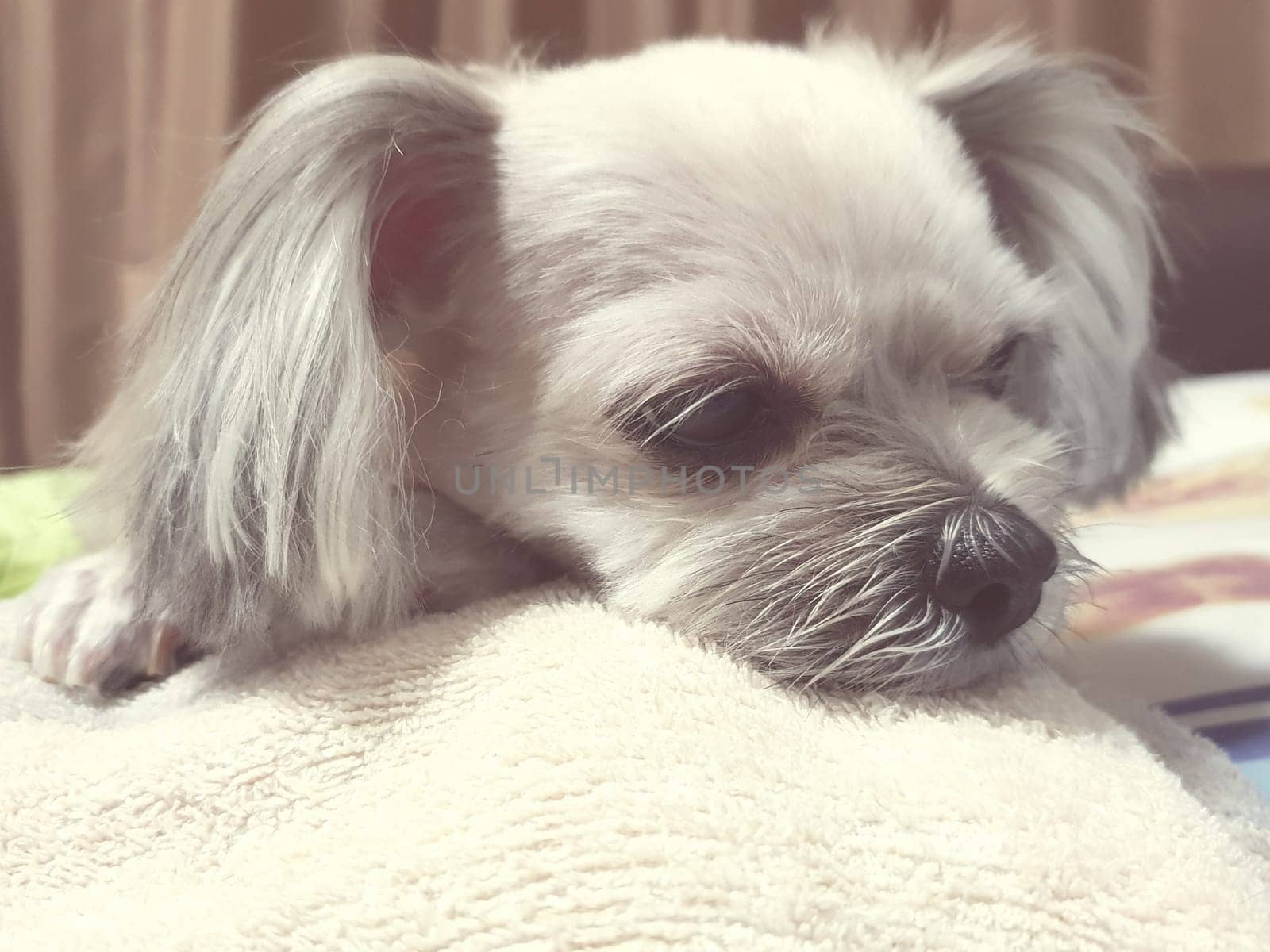 Dog so cute mixed breed with Shih-Tzu, Pomeranian and Poodle sitting or sleep lies on bed with white veil and looking at something with interest on bed in bedroom at home or hotel