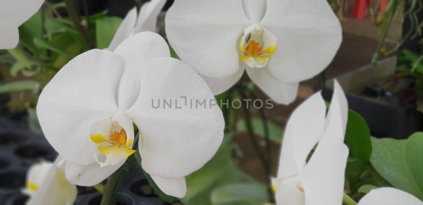 Flower (Orchidaceae or Orchid Flower) purple, violet, white and pink color, Naturally beautiful flowers in the garden