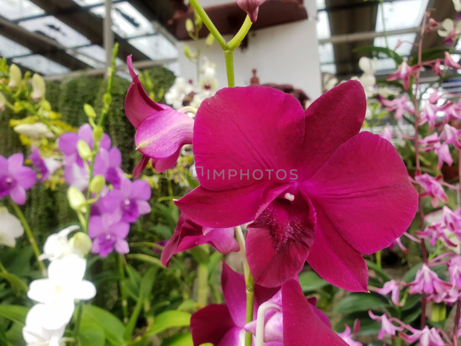Flower (Orchidaceae or Orchid Flower) purple, violet, white and pink color, Naturally beautiful flowers in the garden