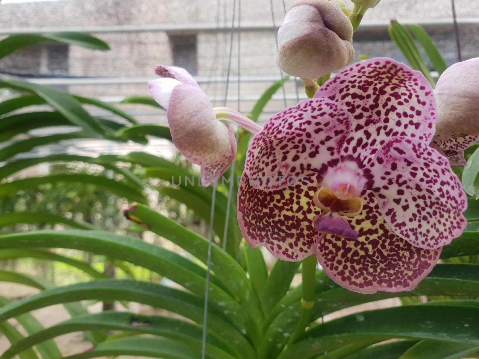 Flower (Orchidaceae or Orchid Flower) purple, violet, white and pink color, Naturally beautiful flowers in the garden