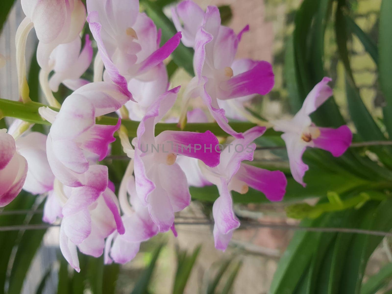 Flower (Orchidaceae or Orchid Flower) purple, violet, white and pink color, Naturally beautiful flowers in the garden