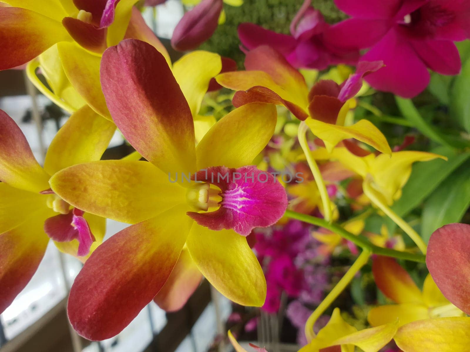 Flower (Orchidaceae or Orchid Flower) purple, violet, white and pink color, Naturally beautiful flowers in the garden