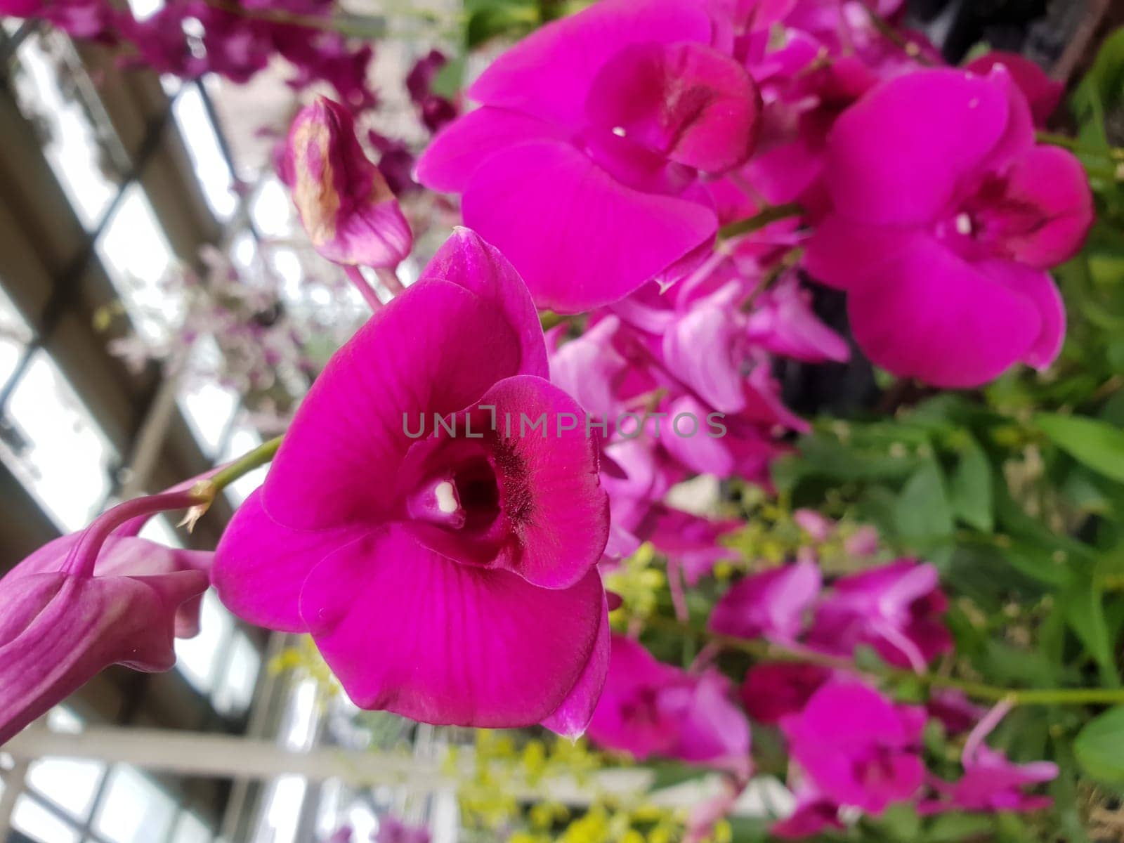 Flower (Orchidaceae or Orchid Flower) purple, violet, white and pink color, Naturally beautiful flowers in the garden