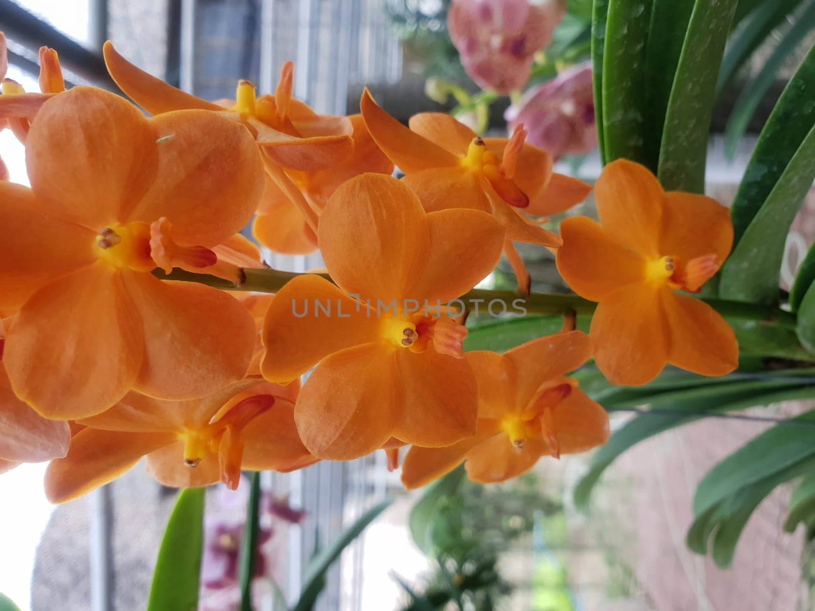 Flower (Orchidaceae or Orchid Flower) purple, violet, white and pink color, Naturally beautiful flowers in the garden