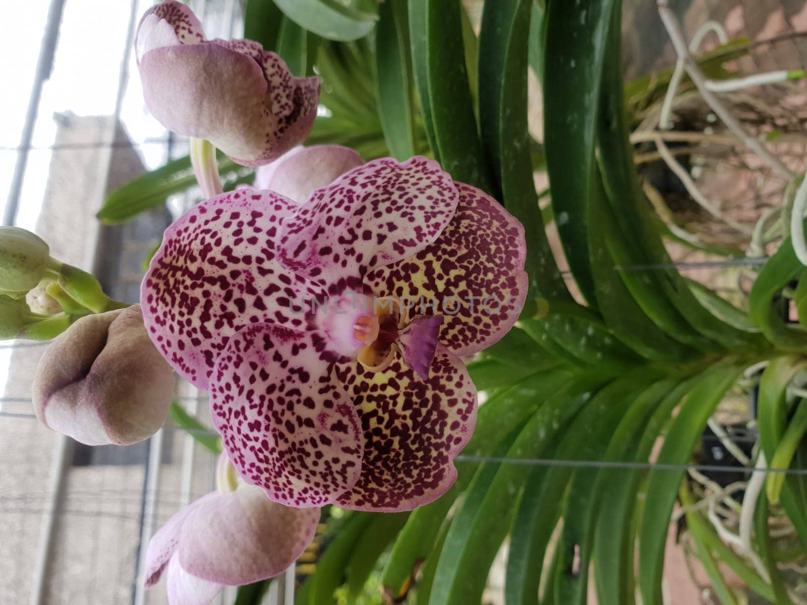 Flower (Orchidaceae or Orchid Flower) purple, violet, white and pink color, Naturally beautiful flowers in the garden