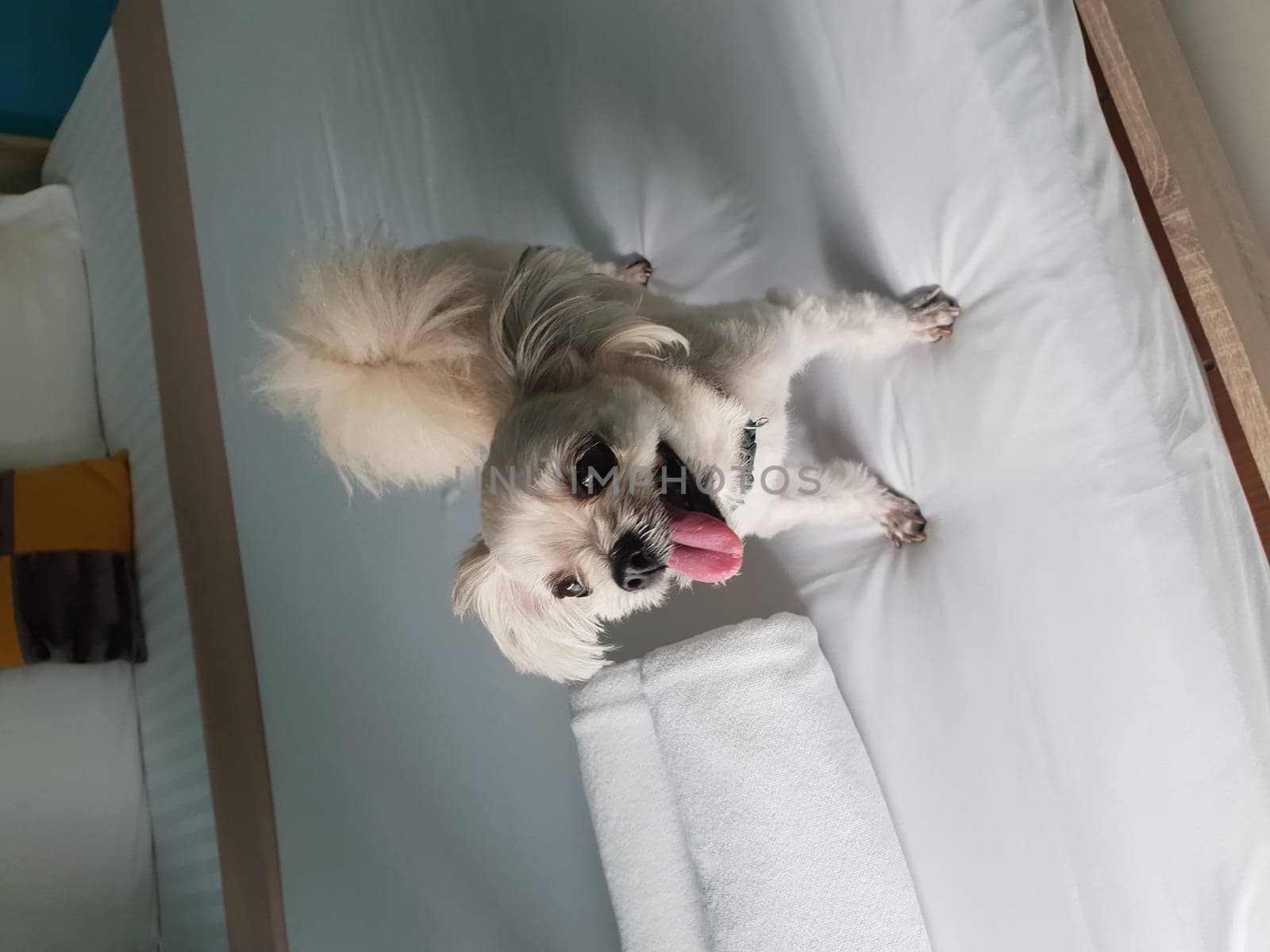 Dog so cute mixed breed with Shih-Tzu, Pomeranian and Poodle stand on bed with white veil and looking at something with interest on bed in bedroom at home or hotel