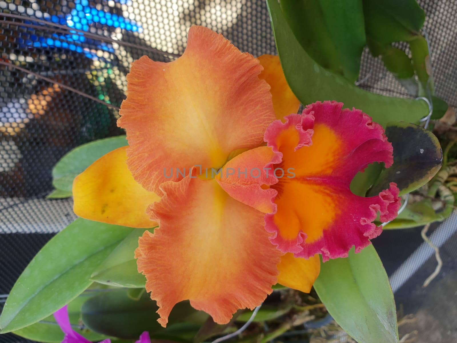 Flower (Orchidaceae or Orchid Flower) purple, violet, white and pink color, Naturally beautiful flowers in the garden