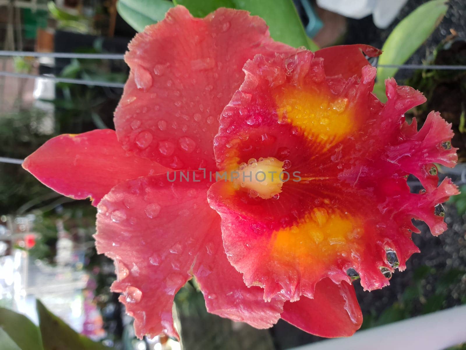 Flower (Orchidaceae or Orchid Flower) purple, violet, white and pink color, Naturally beautiful flowers in the garden