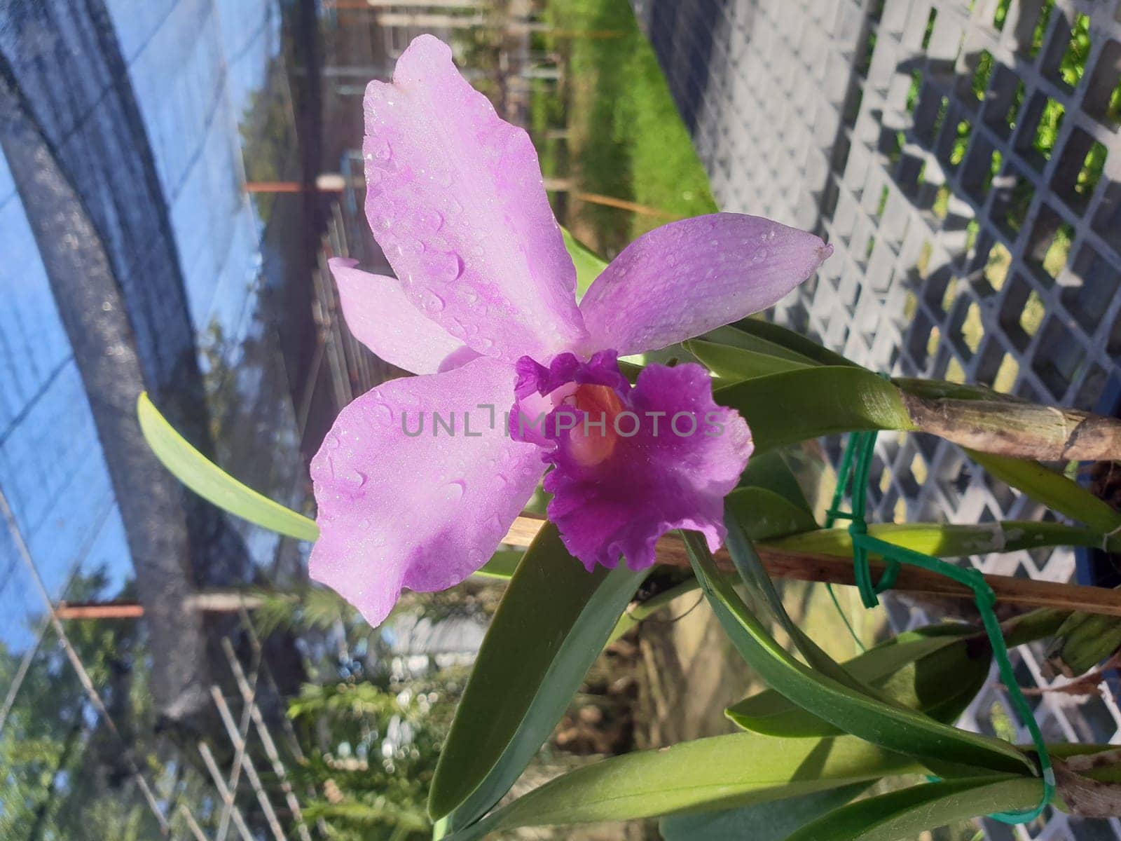 Flower (Orchidaceae or Orchid Flower) purple, violet, white and pink color, Naturally beautiful flowers in the garden