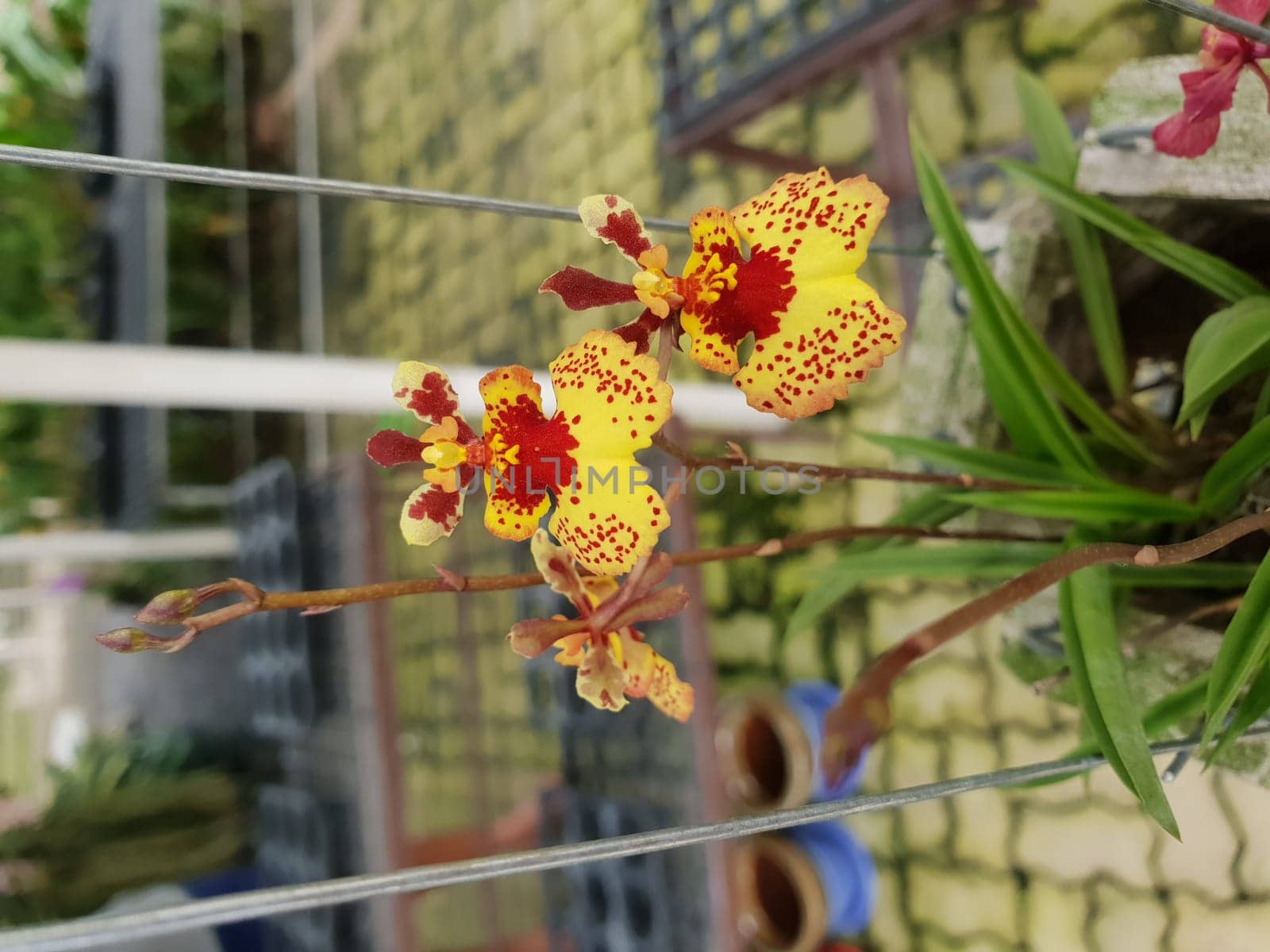 Flower (Orchidaceae or Orchid Flower) purple, violet, white and pink color, Naturally beautiful flowers in the garden