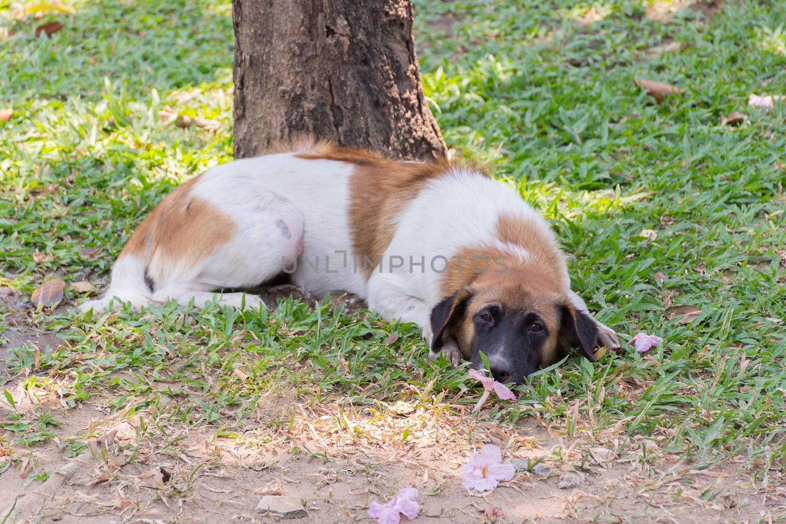 Thai stray dog brown and white color in park