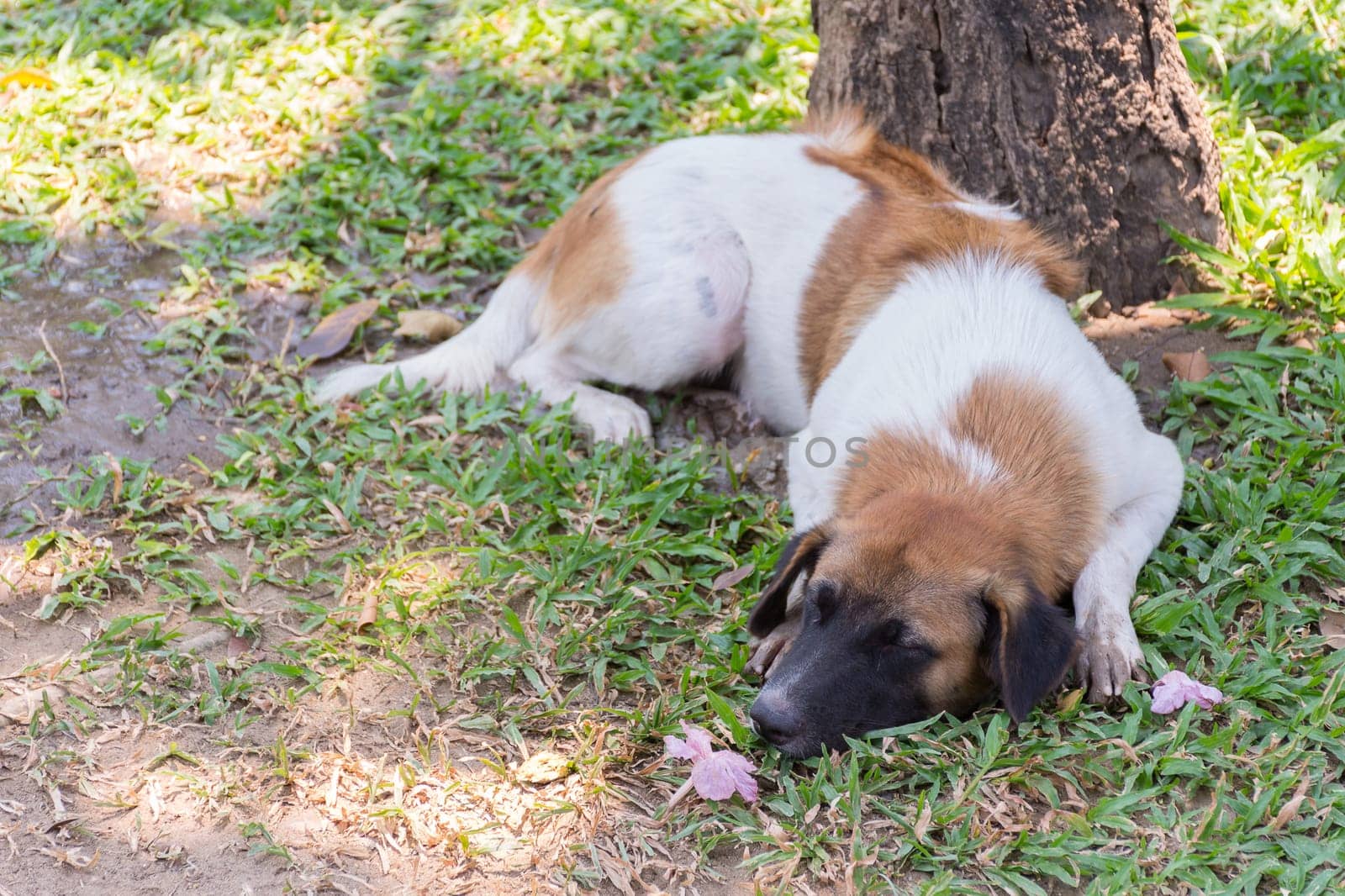 Thai stray dog brown and white color in park