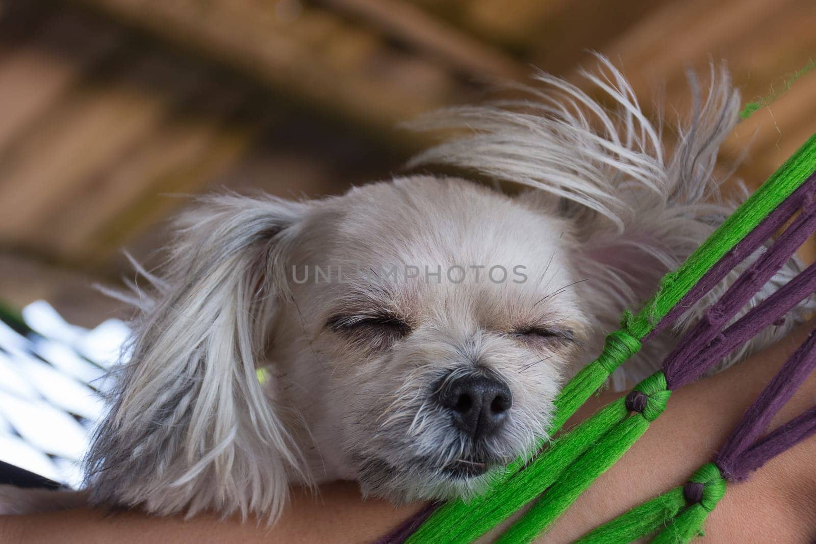 Dog so cute mixed breed with Shih-Tzu, Pomeranian and Poodle sleep at beach travel point, Beige color