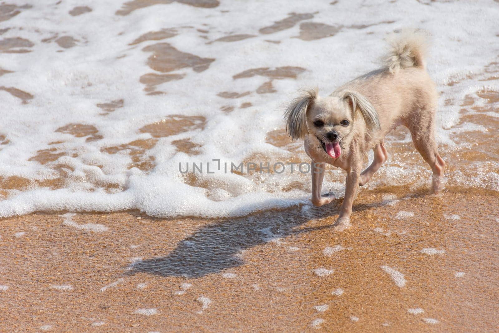 Dog so cute mixed breed with Shih-Tzu, Pomeranian and Poodle  travel run on beach, Beige color