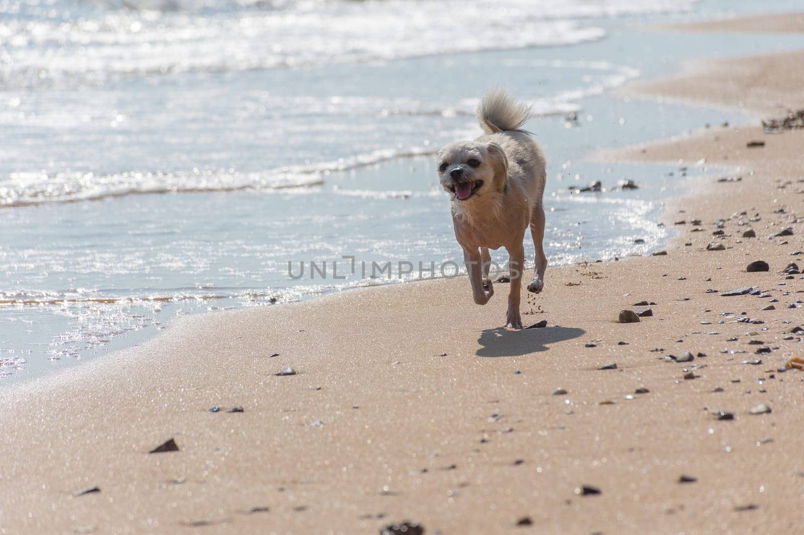 Dog so cute mixed breed with Shih-Tzu, Pomeranian and Poodle  travel run on beach, Beige color